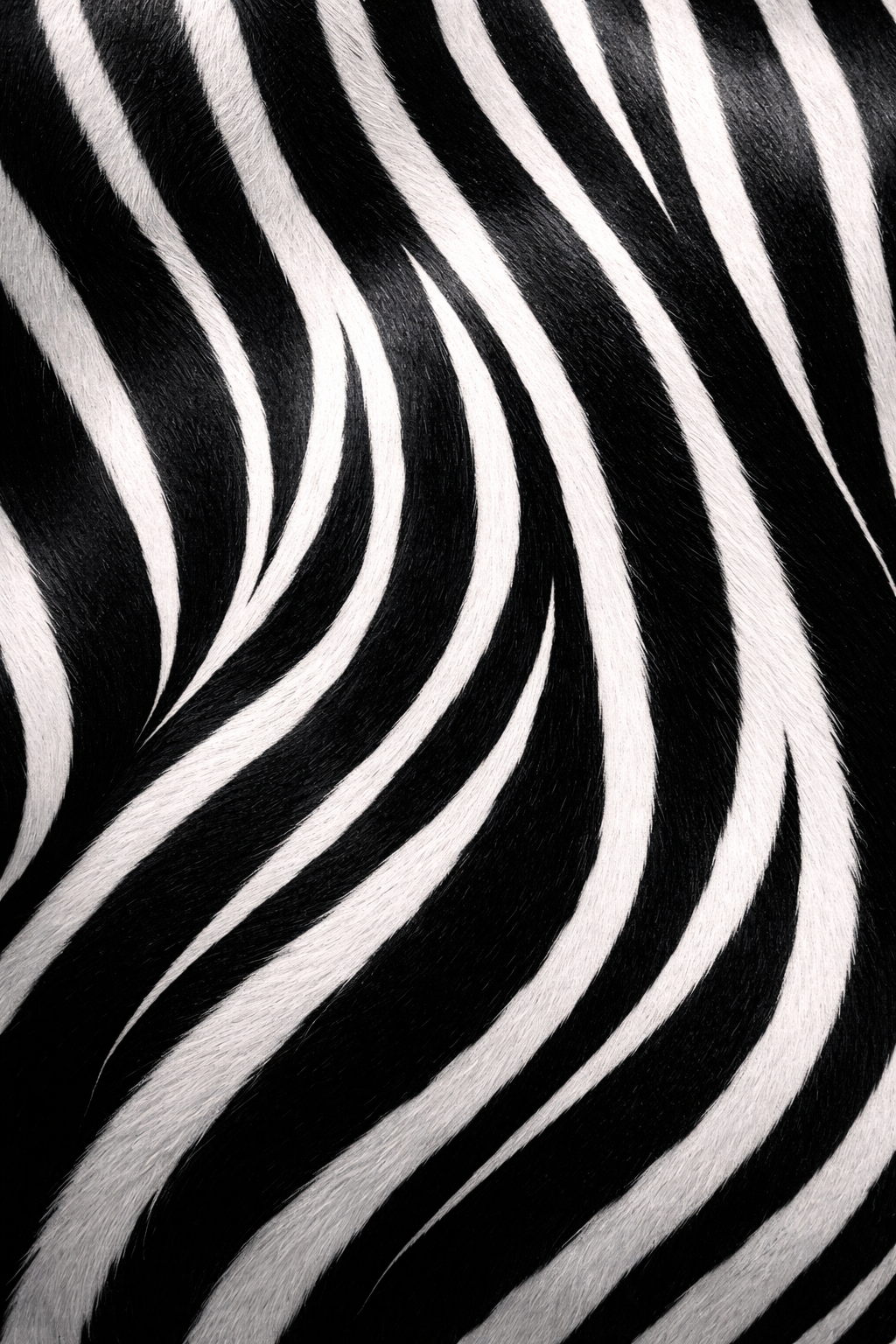 Zebra Stripes hEDS